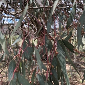 Eucalyptus melliodora at Molonglo Valley, ACT - 25 Nov 2018 02:01 PM