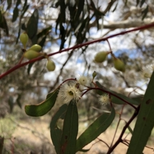 Eucalyptus melliodora at Molonglo Valley, ACT - 25 Nov 2018