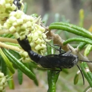 Rhagigaster ephippiger at Tura Beach, NSW - 24 Nov 2018