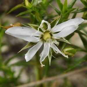 Stellaria pungens at Paddys River, ACT - 26 Nov 2018 10:20 AM