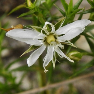 Stellaria pungens (Prickly Starwort) at Paddys River, ACT - 26 Nov 2018 by JohnBundock