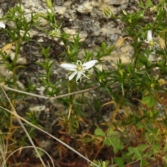 Stellaria pungens at Paddys River, ACT - 26 Nov 2018 10:20 AM