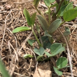 Glycine tabacina at Molonglo Valley, ACT - 25 Nov 2018