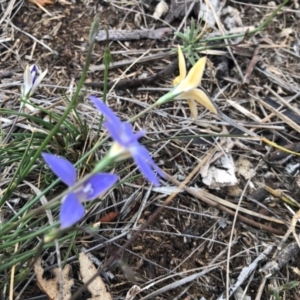 Wahlenbergia luteola at Molonglo Valley, ACT - 25 Nov 2018