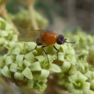 Sapromyza sciomyzina at Merimbula, NSW - 25 Nov 2018 09:20 AM