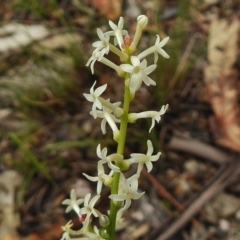 Stackhousia monogyna (Creamy Candles) at Paddys River, ACT - 26 Nov 2018 by JohnBundock