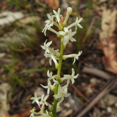 Stackhousia monogyna (Creamy Candles) at Paddys River, ACT - 26 Nov 2018 by JohnBundock