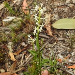 Stackhousia monogyna at Paddys River, ACT - 26 Nov 2018 10:47 AM