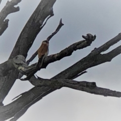 Falco cenchroides (Nankeen Kestrel) at National Arboretum Woodland - 25 Nov 2018 by AndyRussell