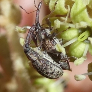 Meriphus sp. (genus) at Tura Beach, NSW - 24 Nov 2018 12:22 PM