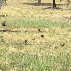 Sturnus vulgaris (Common Starling) at Sth Tablelands Ecosystem Park - 25 Nov 2018 by AndyRussell