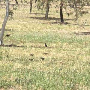 Sturnus vulgaris at Molonglo Valley, ACT - 25 Nov 2018