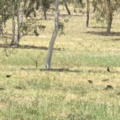 Sturnus vulgaris at Molonglo Valley, ACT - 25 Nov 2018 12:30 PM