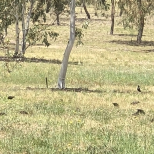 Sturnus vulgaris at Molonglo Valley, ACT - 25 Nov 2018