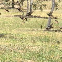 Sturnus vulgaris at Molonglo Valley, ACT - 25 Nov 2018