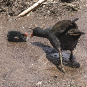 Gallinula tenebrosa at Belconnen, ACT - 26 Nov 2018