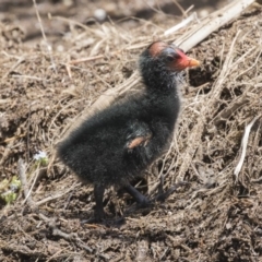 Gallinula tenebrosa at Belconnen, ACT - 26 Nov 2018