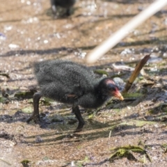 Gallinula tenebrosa at Belconnen, ACT - 26 Nov 2018