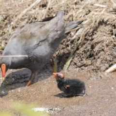 Gallinula tenebrosa at Belconnen, ACT - 26 Nov 2018