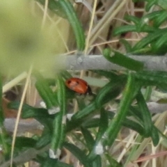 Hippodamia variegata (Spotted Amber Ladybird) at Tura Beach, NSW - 24 Nov 2018 by StarHair