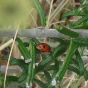 Hippodamia variegata at Tura Beach, NSW - 24 Nov 2018