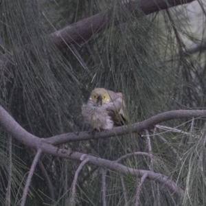 Ptilotula penicillata at Belconnen, ACT - 26 Nov 2018 11:58 AM