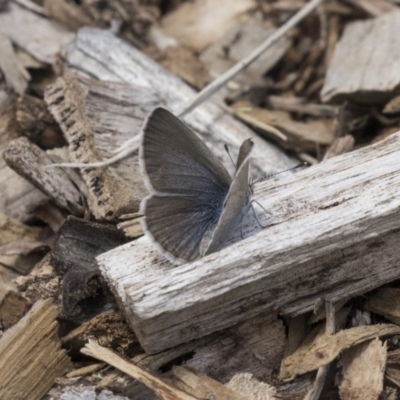 Zizina otis (Common Grass-Blue) at Belconnen, ACT - 26 Nov 2018 by AlisonMilton