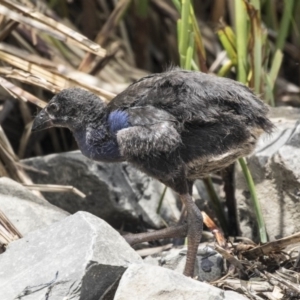 Porphyrio melanotus at Belconnen, ACT - 26 Nov 2018 12:07 PM