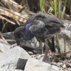 Porphyrio melanotus at Belconnen, ACT - 26 Nov 2018 12:07 PM