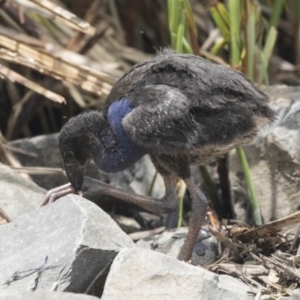 Porphyrio melanotus at Belconnen, ACT - 26 Nov 2018