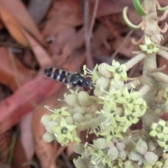 Melangyna sp. (genus) at Tura Beach, NSW - 24 Nov 2018