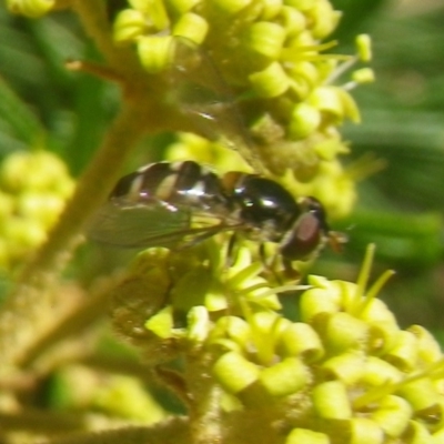 Melangyna sp. (genus) (Hover Fly) at Tura Beach, NSW - 24 Nov 2018 by StarHair