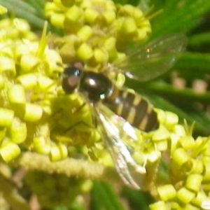 Melangyna sp. (genus) at Tura Beach, NSW - 24 Nov 2018