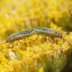 Lygaeidae (family) at Acton, ACT - 25 Nov 2018