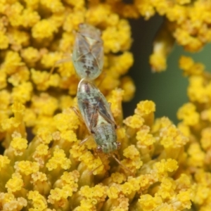 Lygaeidae (family) at Acton, ACT - 25 Nov 2018