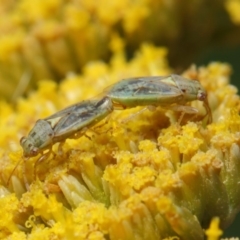 Lygaeidae (family) at Acton, ACT - 25 Nov 2018