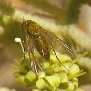 Geron sp. (genus) at Tura Beach, NSW - 24 Nov 2018