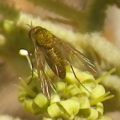 Geron sp. (genus) (Slender Bee Fly) at Tura Beach, NSW - 23 Nov 2018 by StarHair