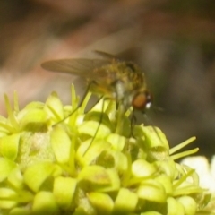 Geron sp. (genus) at Tura Beach, NSW - 24 Nov 2018 12:32 AM