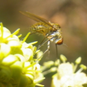 Geron sp. (genus) at Tura Beach, NSW - 24 Nov 2018