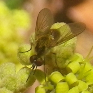 Geron sp. (genus) at Tura Beach, NSW - 24 Nov 2018