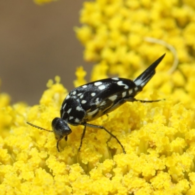 Mordella dumbrelli (Dumbrell's Pintail Beetle) at ANBG - 25 Nov 2018 by TimL