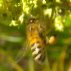 Apis mellifera (European honey bee) at Tura Beach, NSW - 24 Nov 2018 by StarHair