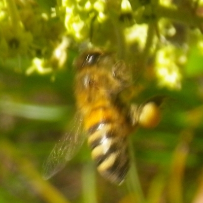 Apis mellifera (European honey bee) at Tura Beach, NSW - 23 Nov 2018 by StarHair