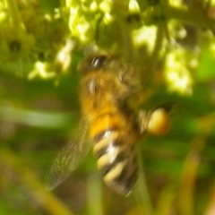 Apis mellifera (European honey bee) at Tura Beach, NSW - 23 Nov 2018 by StarHair