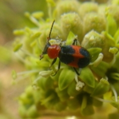 Dicranolaius cinctus (Notched-leg Red & Blue Flower Beetle) at Tura Beach, NSW - 24 Nov 2018 by StarHair