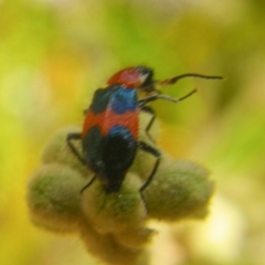 Dicranolaius sp. at Tura Beach, NSW - 24 Nov 2018 12:47 AM