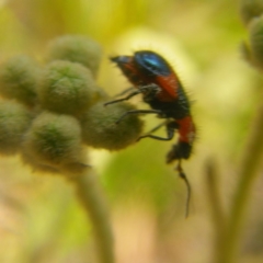 Dicranolaius sp. at Tura Beach, NSW - 24 Nov 2018 12:47 AM