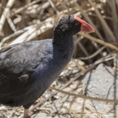 Porphyrio melanotus (Australasian Swamphen) at Lake Ginninderra - 26 Nov 2018 by Alison Milton