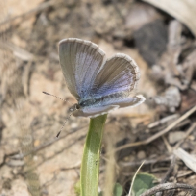 Zizina otis (Common Grass-Blue) at Lake Ginninderra - 26 Nov 2018 by Alison Milton